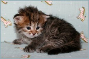 Male Siberian Kitten from Deedlebug Siberians